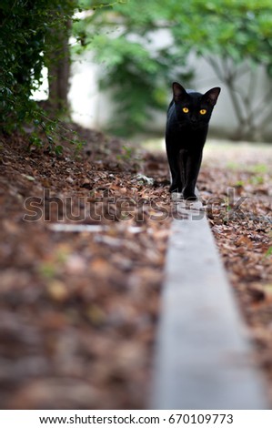 The black cat looked at me and was approaching me.