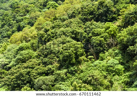 beautiful green forest background