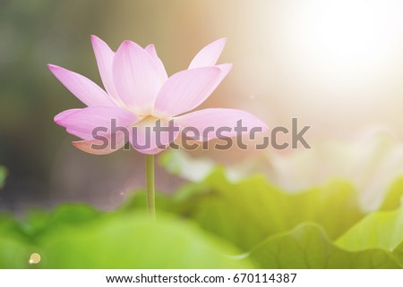 Lotus flower and Lotus flower plants 