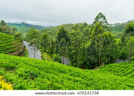 Tea Plantation in Southern India