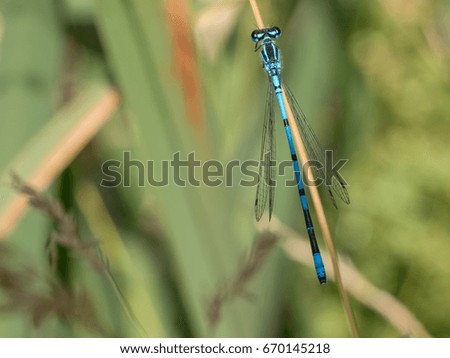 Beautiful nature scene with butterfly Common Darter Sympetrum striolatum. Macro picture of dragonfly on the leave.  Dragonfly in the nature habitat.