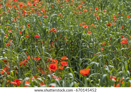 red poppies in green field on summer day 