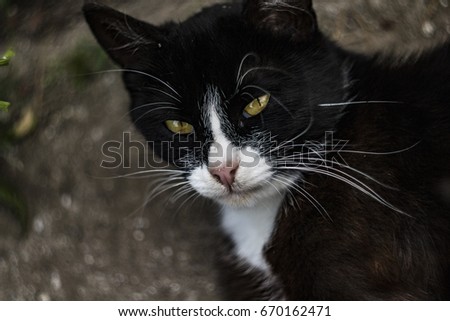 Black cat with yellow eyes is looking out of the shadow. Cat mysterious portrait. Black background