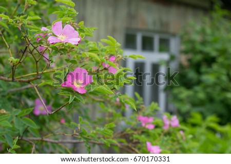 Rose near house
