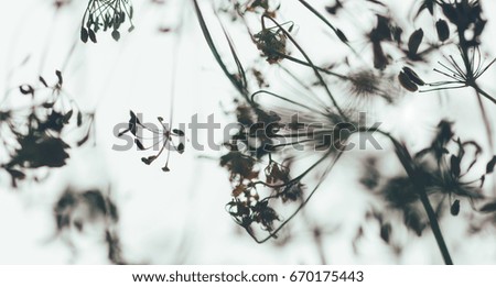 Shapes of the inflorescence of dill in a blur on light background
