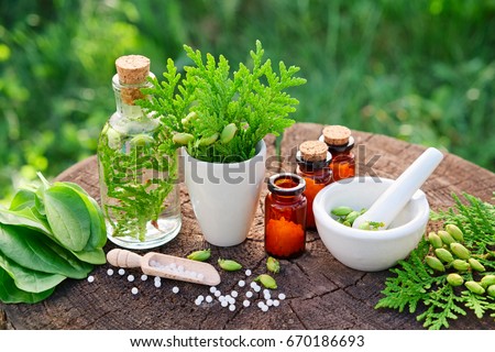 Bottles of homeopathic globules, Thuja occidentalis, Plantago major drugs and mortar. Homeopathy medicine. Royalty-Free Stock Photo #670186693
