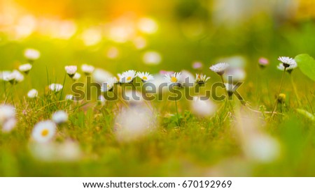 Beautiful summer daisy flowers meadow. Natural blooming landscape background