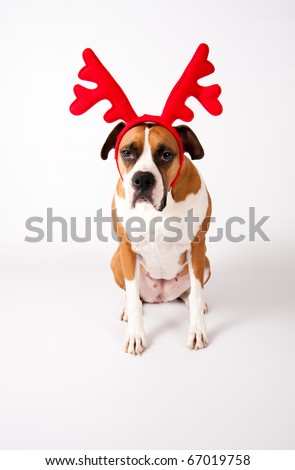 Cute Boxer Mix Female Dog Wearing Christmas Reindeer Antlers on White Background