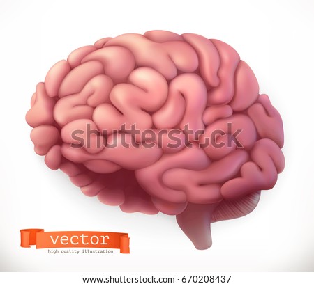 Brain. 3d vector icon.