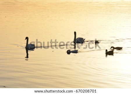 A family of swans in the water at the sunset
