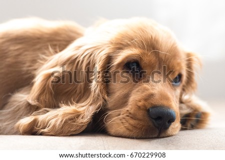 Cocker Spaniel puppy laying down