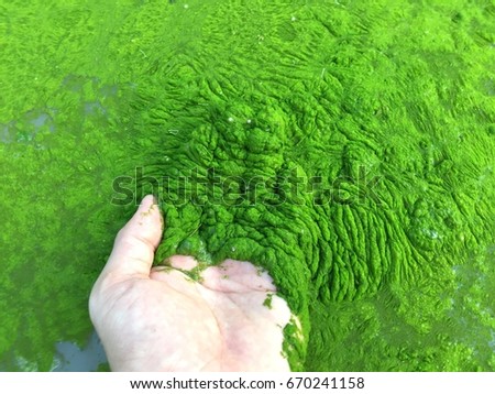 Harmful algae bloom un an aquaculture pond
