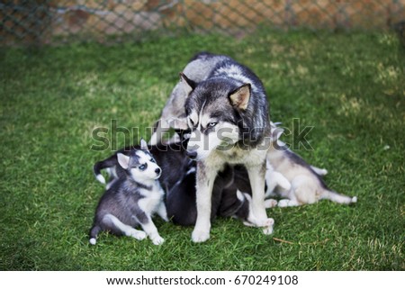 Husky mother feeding puppies