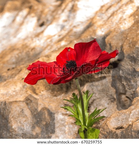 Anemone coronaria flower against brown stone natural texture. The head of red flower against blurred background. Closeup.