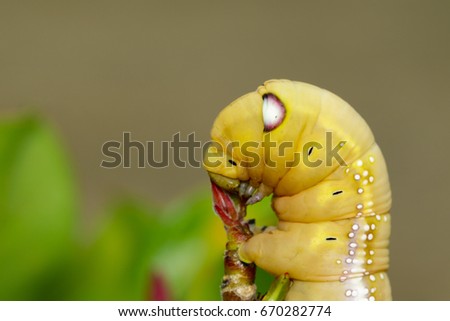 Image of Caterpillar Oleander Hawk-moth (Daphnis nerii) on nature background. Insect Animal