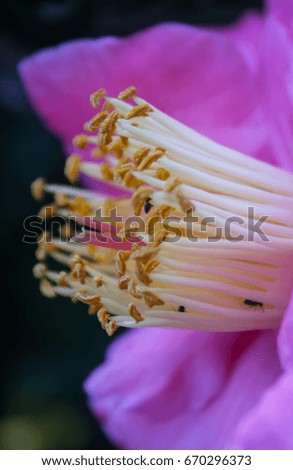 Ants taking advantage of the nectar source from a Pink Camellia Japonica Flower in Brisbane, Australia. 
