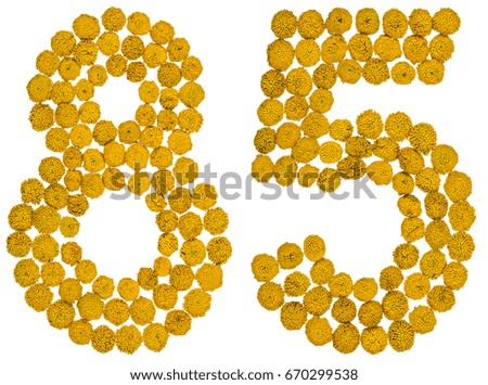 Arabic numeral 85, eighty five, from yellow flowers of tansy, isolated on white background