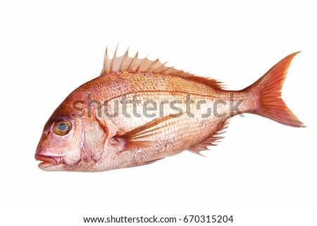 red sea bream Royalty-Free Stock Photo #670315204
