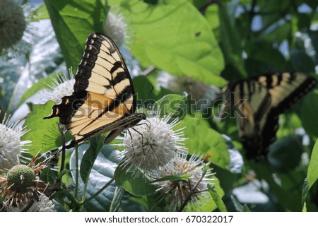 Some lovely Eastern Tiger Swallowtail butterflies.