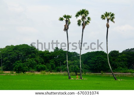 sugar palm trees surrounded with rice field