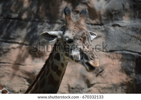 giraffe. Oregon zoo