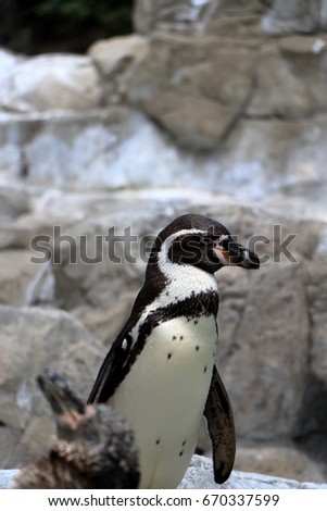 A penguin standing against rocks