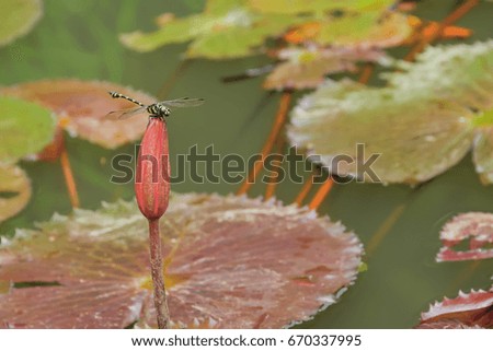 Dragonfly is captured on the lotus in the middle of the pool.