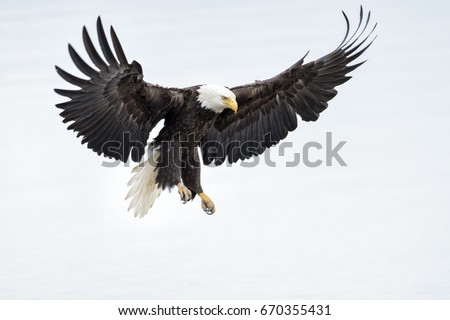 Bald Eagle Royalty-Free Stock Photo #670355431