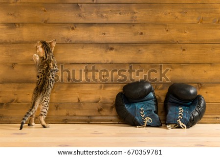 Striped kitten against a wooden wall with boxing gloves