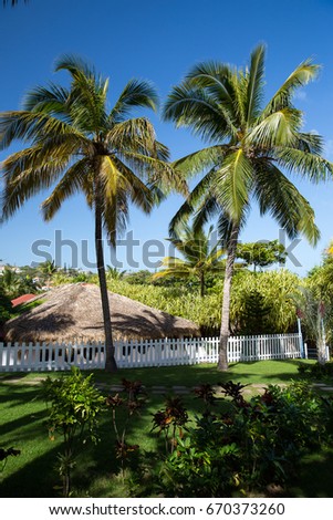 Palm trees in Amber Cove, Dominican Republic.