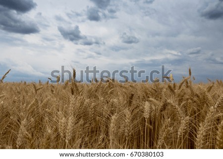 Storm clouds over wheat field.