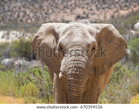 Endangered African Elephant walking in a protected nature reserve in south africa