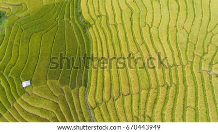Green Rice fields on terraced in Chiangmai Rice fields prepare the harvest at Northwest Vietnam.Vietnam landscapes.