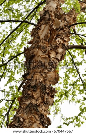 River Birch Tree Trunk With Decorative Bark