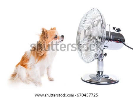purebred chihuahua and fan in front of white background