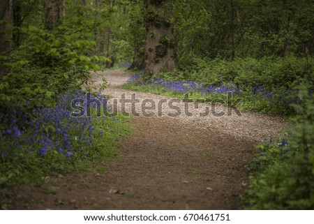 Shallow depth of field landscape of bluebell woods in Spring