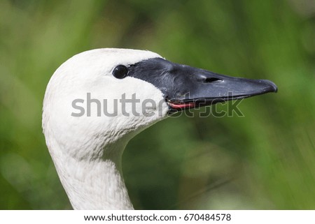 Closeup of a trumpeter swan (cygnet), selective focus