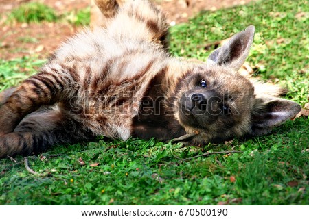 Striped hyena (Hyaena hyaena sultana), african animal