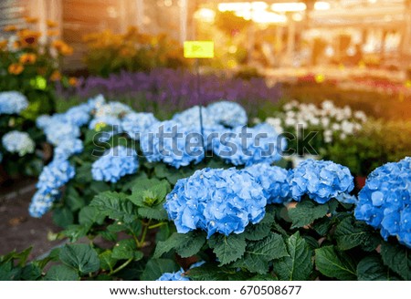 Large blue hydrangeas on the street at a convenience store is on sale for a gift for the background lights and light.