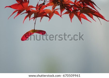 seeds of maple tree and leaves, vivid red
