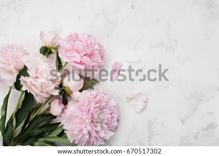 Beautiful pink peony flowers on white stone background with copy space for your text top view and flat lay style.