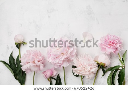 Beautiful pink peony flowers on white stone table with copy space for your text top view and flat lay style.