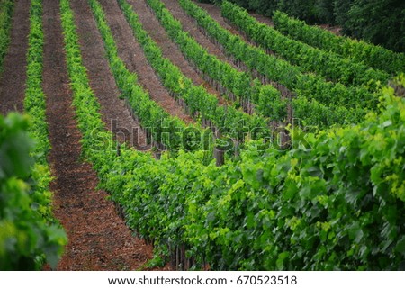 green vineyard landscape in summer time
