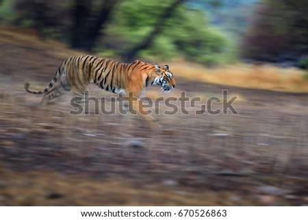 Running Bengal tiger, Panthera tigris, motion blurred photo of tiger in Ranthambore national park, India.