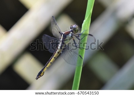 Club Tailed Dragonfly resting on plant stem