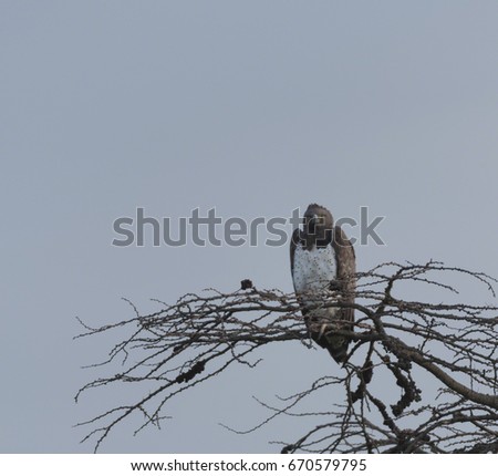 Martial Eagle, ( Polemaetus bellicosus ), sitting on branch facing camera and showing claws and bright eyes. Masai Mara, Kenya, Africa