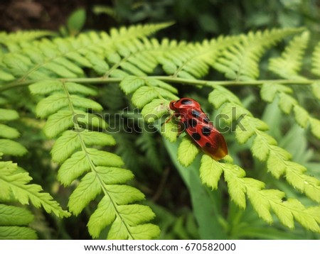 insect on green leaf