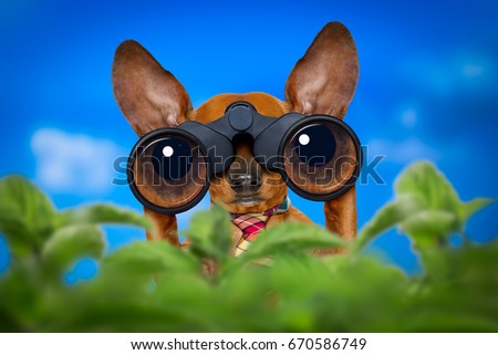 dachshund or sausage dog   binoculars searching, looking and observing with care, behind bushes
