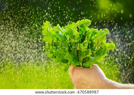 woman picking fresh salad from her vegetable garden.Close-up of a farmer's hand holding fresh lettuce leaves against a background of blurred greens