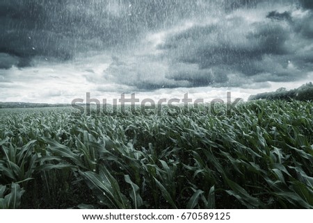 green maize field in front of dramatic clouds and rain Royalty-Free Stock Photo #670589125